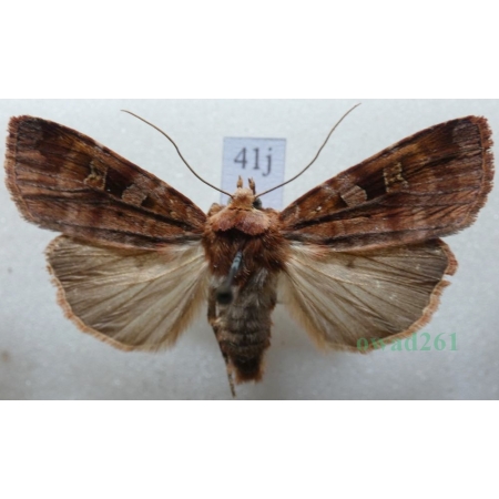 Diarsia brunnea (Denis & Schiffermüller, 1775) Rolnica brunatna Czech41j